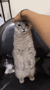a person is petting a gray cat on its hind legs