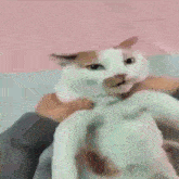 a person is holding a white cat on their lap