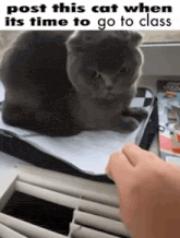 a cat is sitting on a piece of paper next to a person 's hand and looking at the camera .