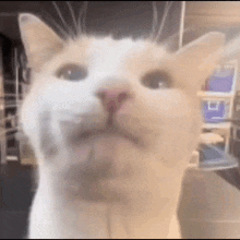 Pluh Cat GIF - Pluh Cat GIFs