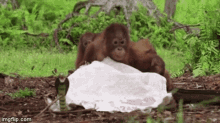 Orangutan Scared GIF - Orangutan Scared Snake GIFs