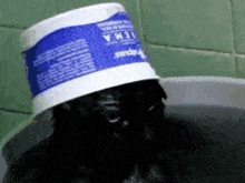 a black dog is wearing a blue and white item a bucket on its head