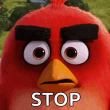 a close up of an angry bird 's face with the word stop written below it .