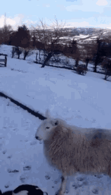 Orphaned Lamb Thinks She’s A Dog GIF