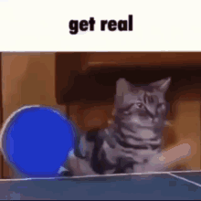 Get Real Cat GIF - Get Real Cat GIFs