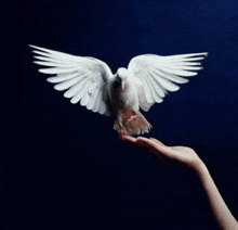 a white dove is sitting on a person 's hand