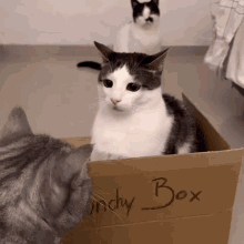 Crunchy Luna Cat Funny GIF - Crunchy Luna Cat Funny Cat GIFs