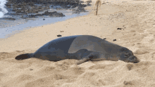Seal Farting Seal GIF - Seal Farting Seal Animal GIFs