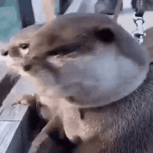 a close up of a squirrel looking at the camera while standing next to a window .