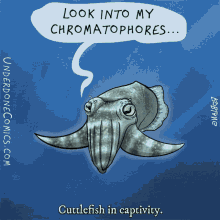 Chromatophores Cuttlefish In Captivity GIF