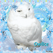 a picture of a snowy owl with the name owlice on the bottom