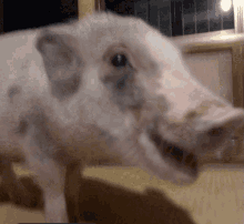 Pig Cute GIF - Pig Cute Smile GIFs