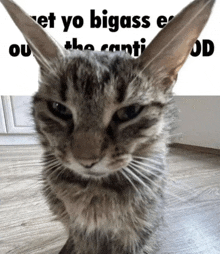 a close up of a cat with a caption that says " et yo bigass e " on it