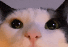 a close up of a cat 's eyes with a blurred background .