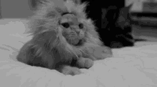 Lionking Kitty GIF - Lionking Lion King GIFs