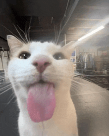 a white cat with a pink tongue sticking out of its mouth .