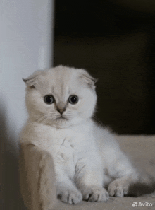 a white scottish fold kitten is sitting on a couch
