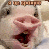 a close up of a pig with its mouth open and the words " я це врахую " on the bottom