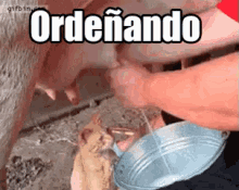 a person is milking a cow with the words ordenando written on the bottom