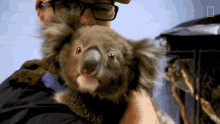 Sniffing The Future Of Koalas GIF - Sniffing The Future Of Koalas Come Closer GIFs