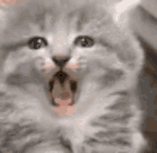 Cat Cat Mad GIF - Cat Cat Mad Cat Scratch GIFs