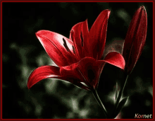 Flowers Red GIF