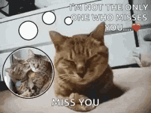 Miss You Funny GIFs | Tenor