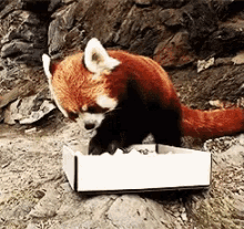 Red Panda Eat GIF - Red Panda Eat Eating GIFs
