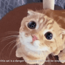 Cat Danger GIF - Cat Danger GIFs