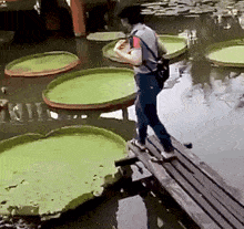 Lily Pad Pond GIF - Lily Pad Pond Water Lillies GIFs