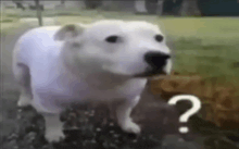 a white dog is standing in the dirt with a question mark on its face .