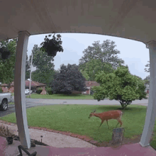 Deer What Are You Doing GIF - Deer What Are You Doing Attention GIFs