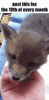 a fox is being held in a person 's hand and the caption says post this fox the 19th of every month