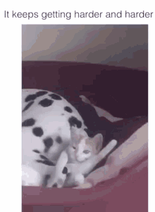 Cat Vs Dog Dalmat GIF - Cat Vs Dog Dalmat Dalmatian GIFs