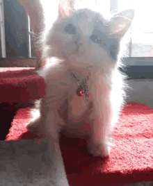 a cat with a bell around its neck sits on a red rug