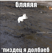 бля пиздец я долбаеб кот белый кот мемы комару смешные картинки GIF
