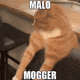 Malo Thugcord GIF - Malo Thugcord Mog GIFs