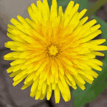 a close up of a yellow dandelion flower with a green background