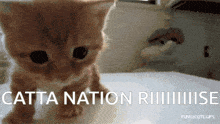 Catnation GIF - Catnation GIFs