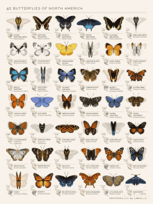 butterflies butterfly images effect