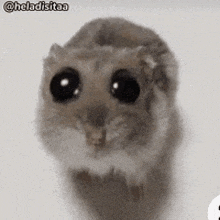 Hamster Sad GIF - Hamster Sad Meme GIFs