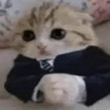 a cat is wearing a suit and tie and laying on a bed .