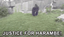 Harambe Gorilla GIF - Harambe Gorilla Attack GIFs