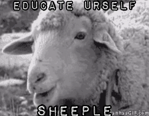 sheeple gif