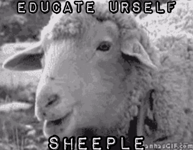 Sheeple Vt GIF - Sheeple Sheep Vt GIFs