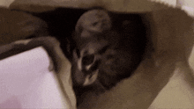 a squirrel is laying in a paper bag on a table