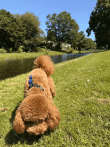 Dog GIF - Dog GIFs