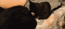a black cat is laying on a bed with a blanket