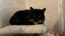 Cat Cute GIF - Cat Cute Google GIFs