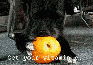 dog eating orange GIF